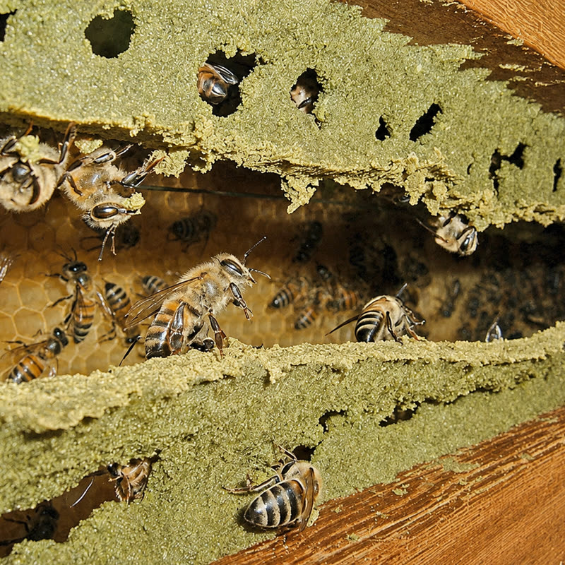 Abelhas sobre o própolis verde no quadro da colmeia